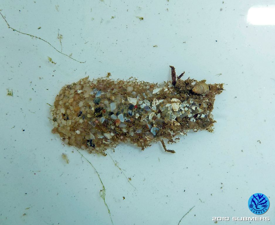 Köcherfliegenlarve Molannidae SubmersWiki