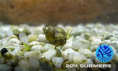 Datei:Schnauzenschnecke13.jpg