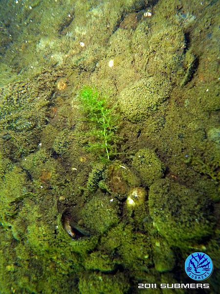 Datei:Südlicher Wasserschlauch8.jpg