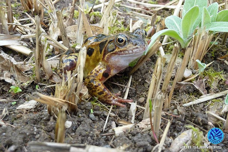 Datei:Grasfrosch26.jpg