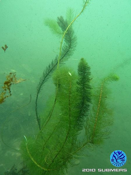 Datei:8.Quirliges Tausendblatt-immergrün.jpg