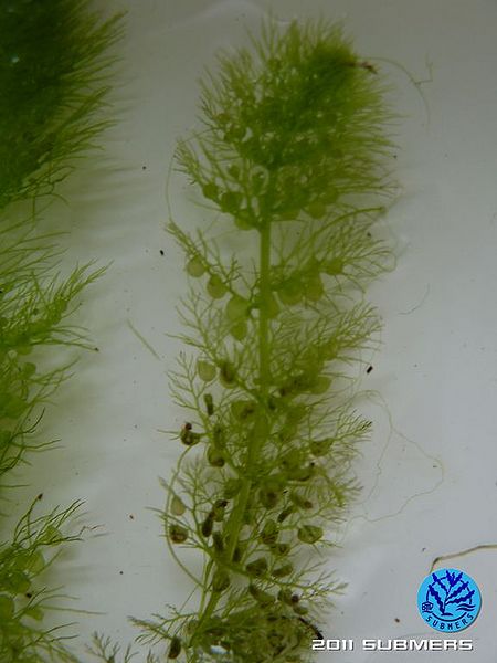 Datei:Südlicher Wasserschlauch4.jpg