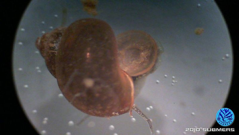 Datei:Langfühlerige Schnauzenschnecke4.jpg