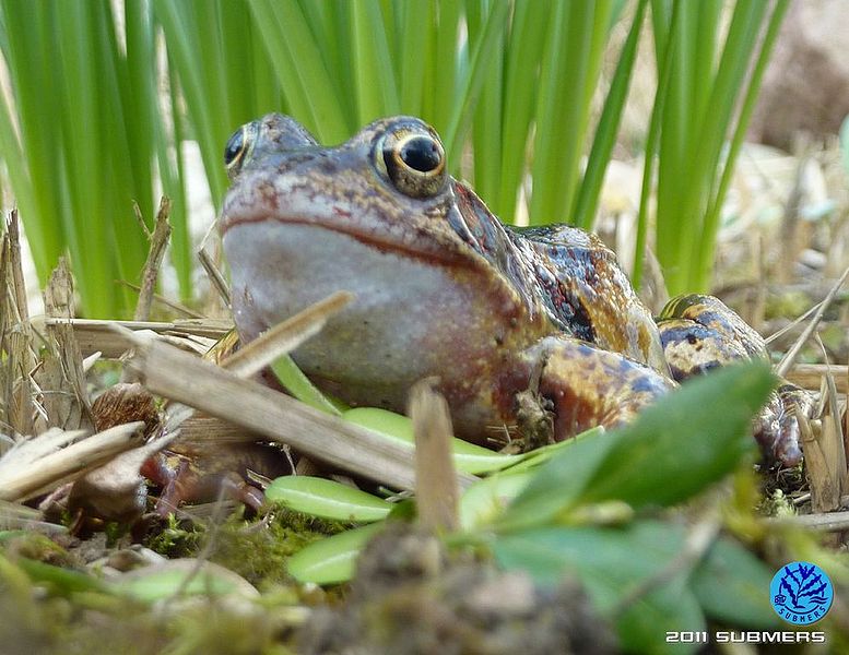 Datei:Grasfrosch29.jpg