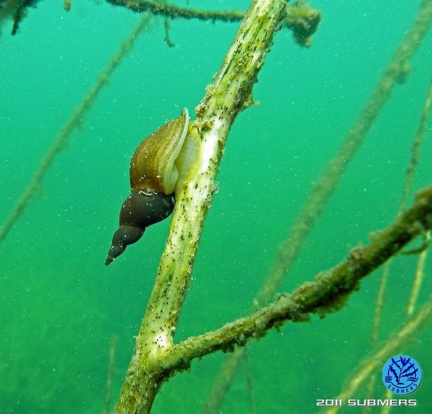 Datei:Spitzschlammschnecke26.jpg
