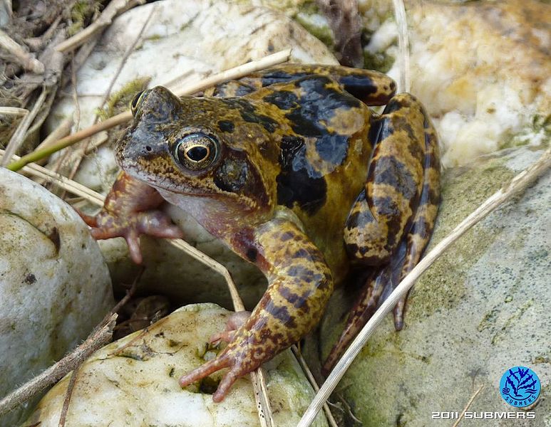 Datei:Grasfrosch24.jpg