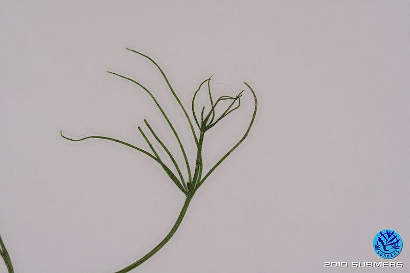 Datei:Image 0072 SAA D5.JPG
