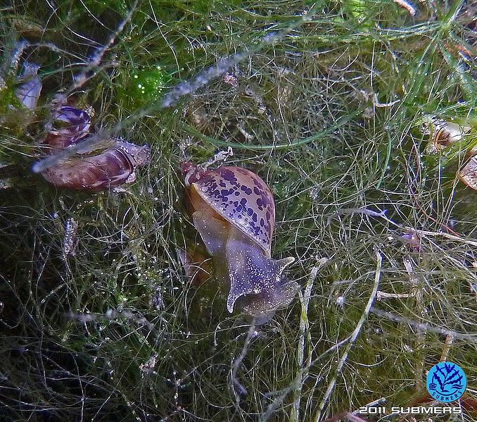 Datei:Ohrschlammschnecke11.jpg