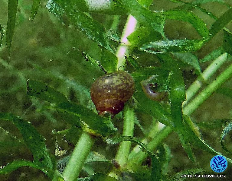 Datei:Langfühlerige Schnauzenschnecke19.jpg