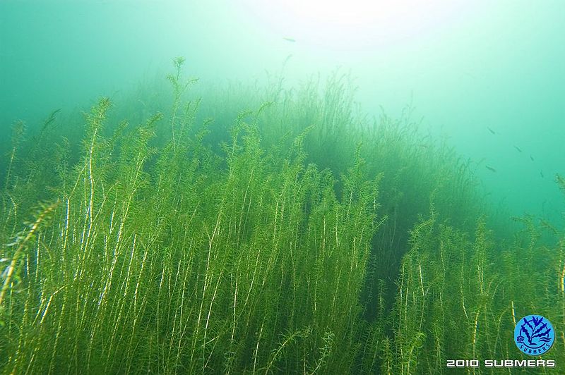 Datei:Kanadische Wasserpest1.jpg