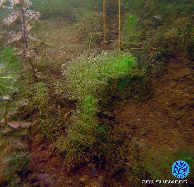 Datei:Südlicher Wasserschlauch6.jpg