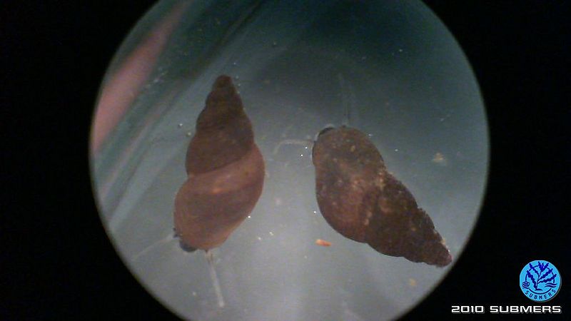 Datei:Neuseeländische Zwergdeckelschnecke1.jpg