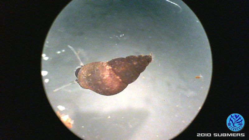 Datei:Neuseeländische Zwergdeckelschnecke9.jpg