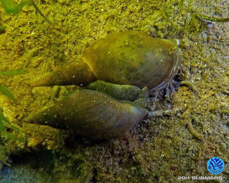 Datei:Spitzschlammschnecke23.jpg