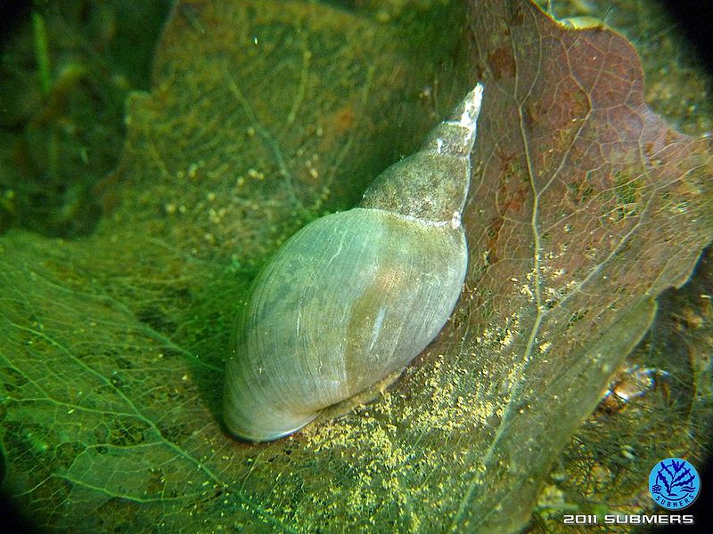 Datei:Spitzschlammschnecke30.jpg