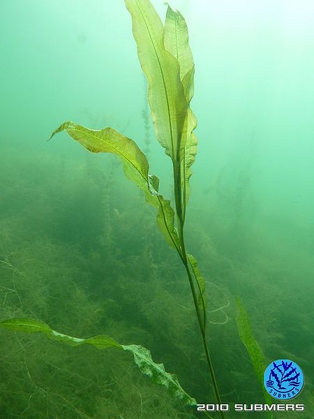 Datei:Spiegelndes Laichkraut4.jpg
