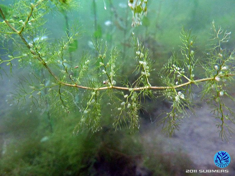 Datei:Südlicher Wasserschlauch12.jpg