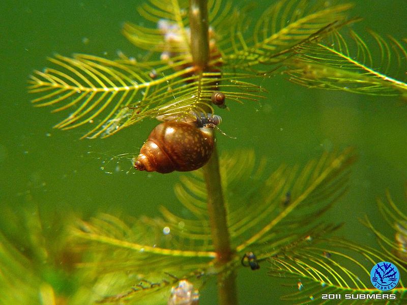 Datei:Langfühlerige Schnauzenschnecke38.jpg
