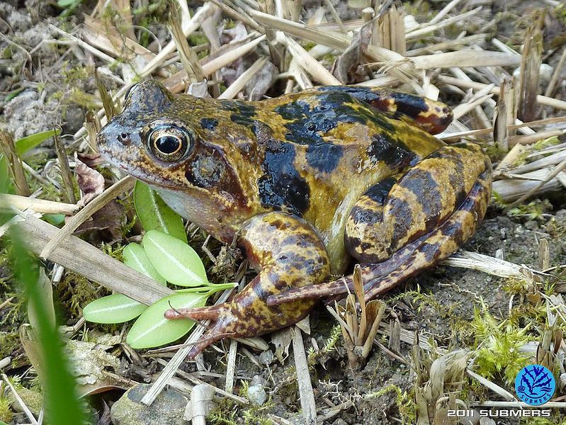 Datei:Grasfrosch28.jpg