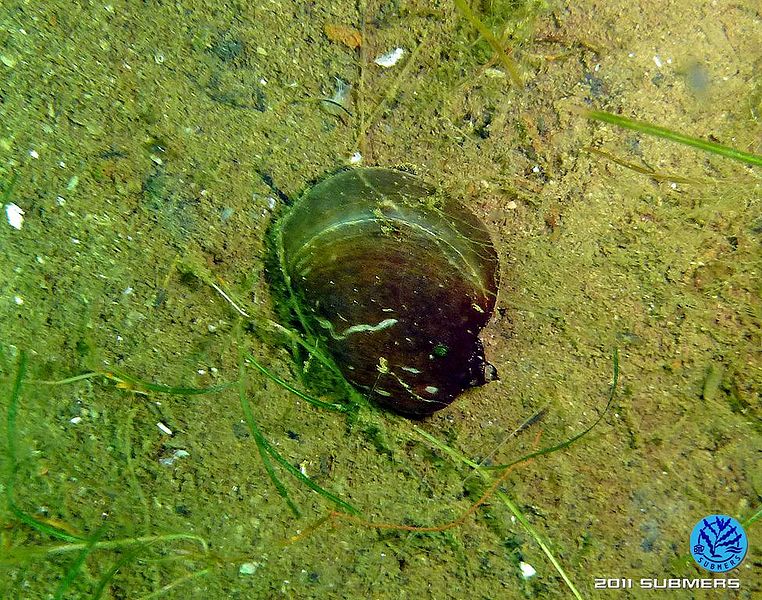 Datei:Ohrschlammschnecke4.jpg