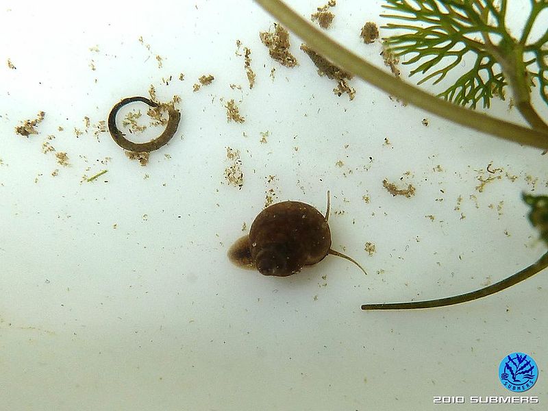 Datei:Langfühlerige Schnauzenschnecke6.jpg