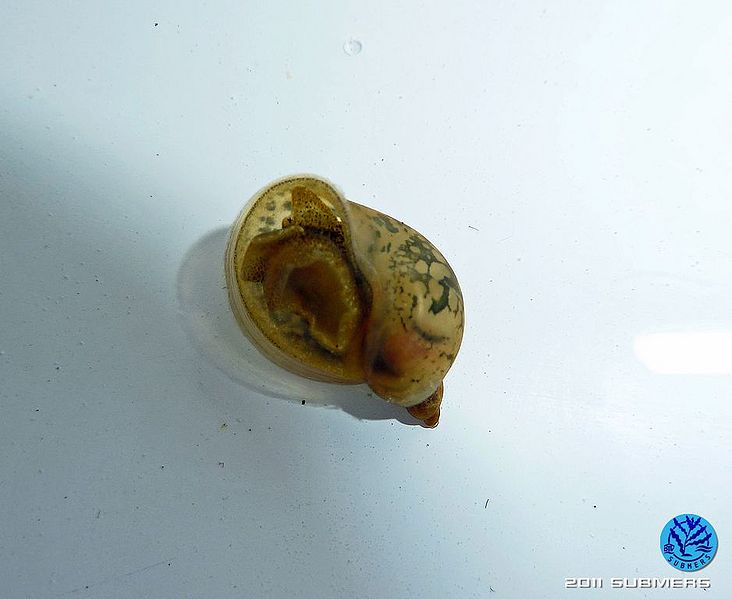 Datei:Ohrschlammschnecke12.jpg