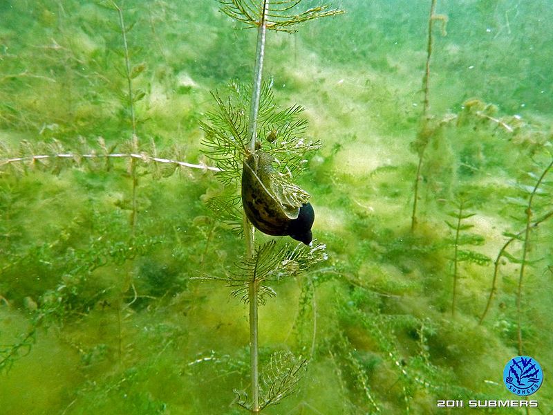 Datei:Ohrschlammschnecke8.jpg