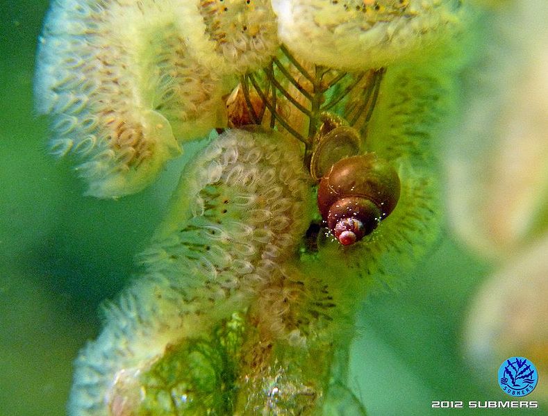 Datei:Langfühlerige Schnauzenschnecke45.jpg