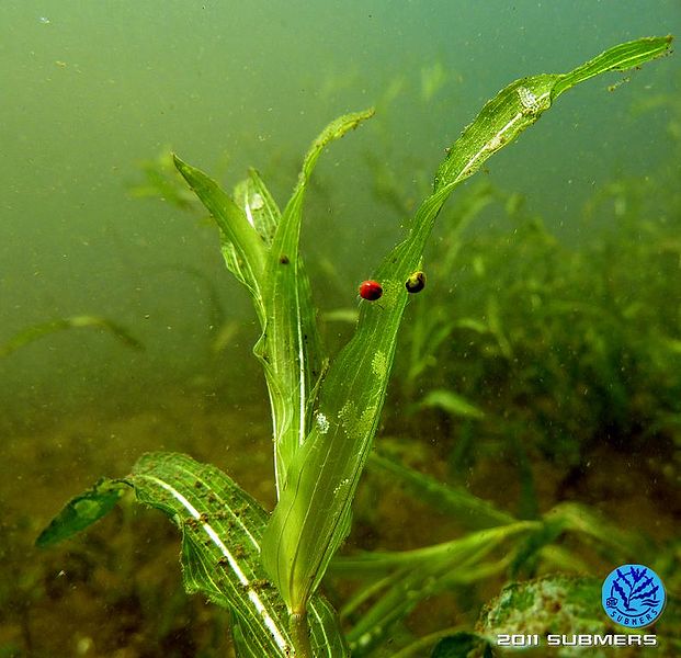 Datei:Süßwassermilbe7.jpg