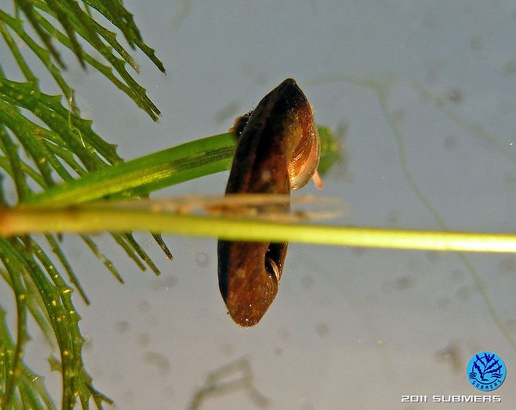 Datei:Gekielte Tellerschnecke9.jpg