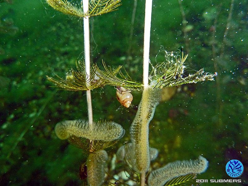 Datei:Langfühlerige Schnauzenschnecke27.jpg