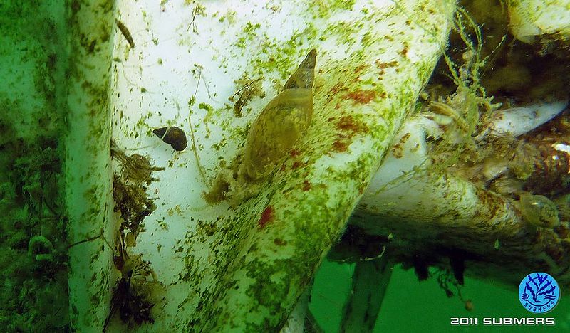 Datei:Neuseeländische Zwergdeckelschnecke12.jpg