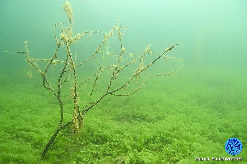 Datei:Kanadische Wasserpest7.jpg