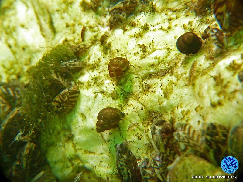 Datei:Langfühlerige Schnauzenschnecke44.jpg