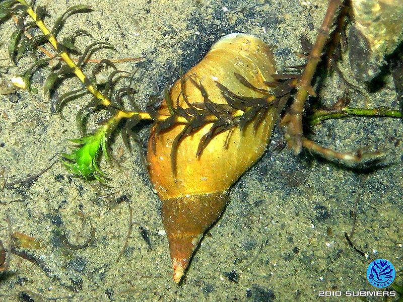 Datei:Spitzschlammschnecke1a.jpg