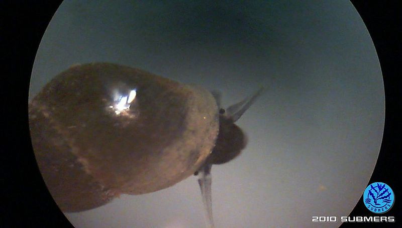 Datei:Neuseeländische Zwergdeckelschnecke7.jpg