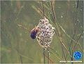 Ohrschlammschnecke1.jpg