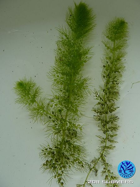 Datei:Südlicher Wasserschlauch2.jpg