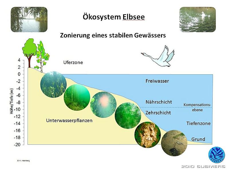 Datei:Oekosystem elbsee.jpg