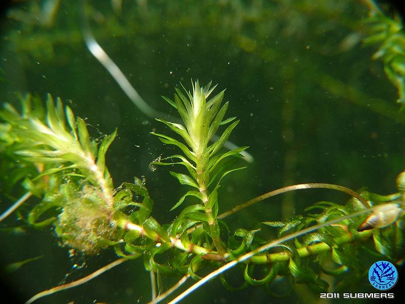 Datei:Kanadische Wasserpest20.jpg