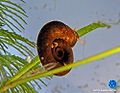 Gekielte Tellerschnecke10.jpg