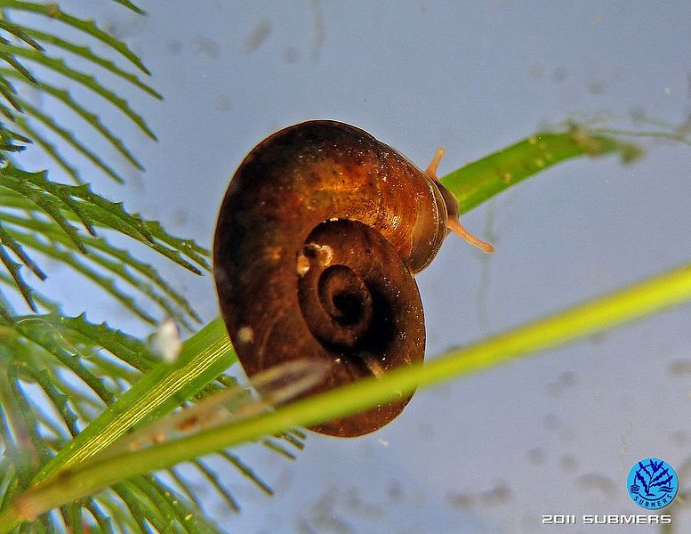 Datei:Gekielte Tellerschnecke10.jpg