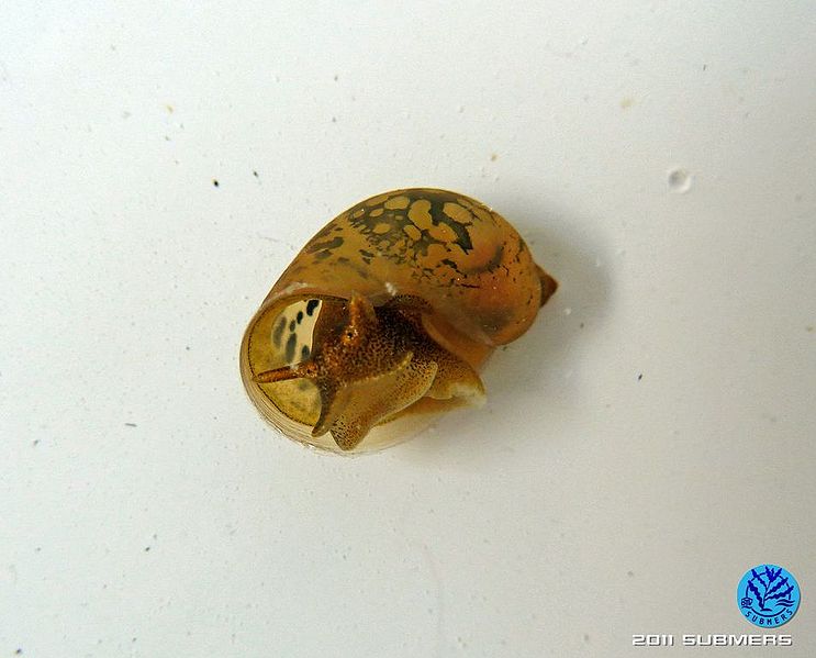 Datei:Ohrschlammschnecke15.jpg