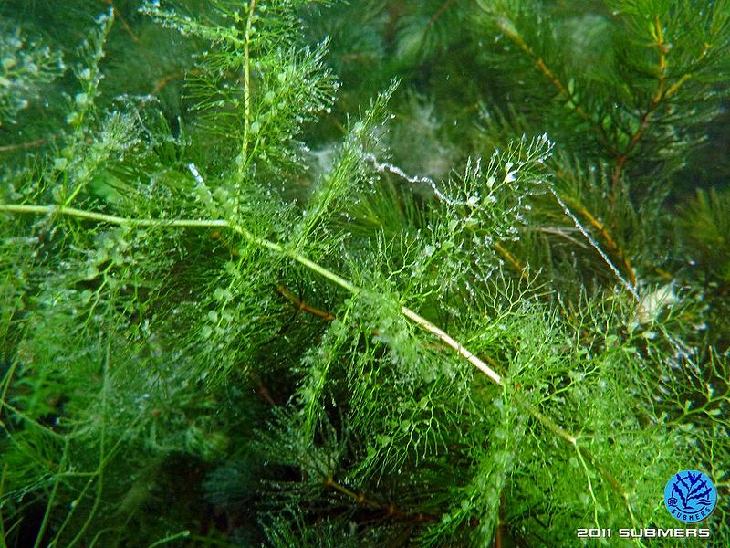 Datei:Südlicher Wasserschlauch11.jpg