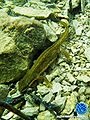 Teichmolchweibchen2.jpg