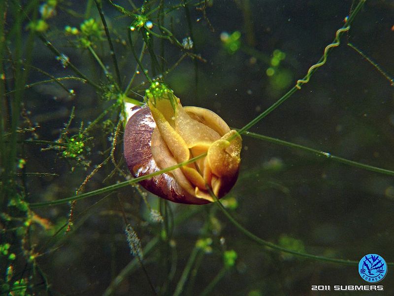 Datei:Spitzschlammschnecke34.jpg