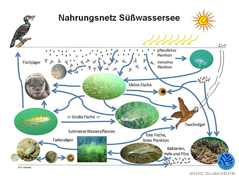 Datei:Nahrungsnetz suesswassersee.jpg