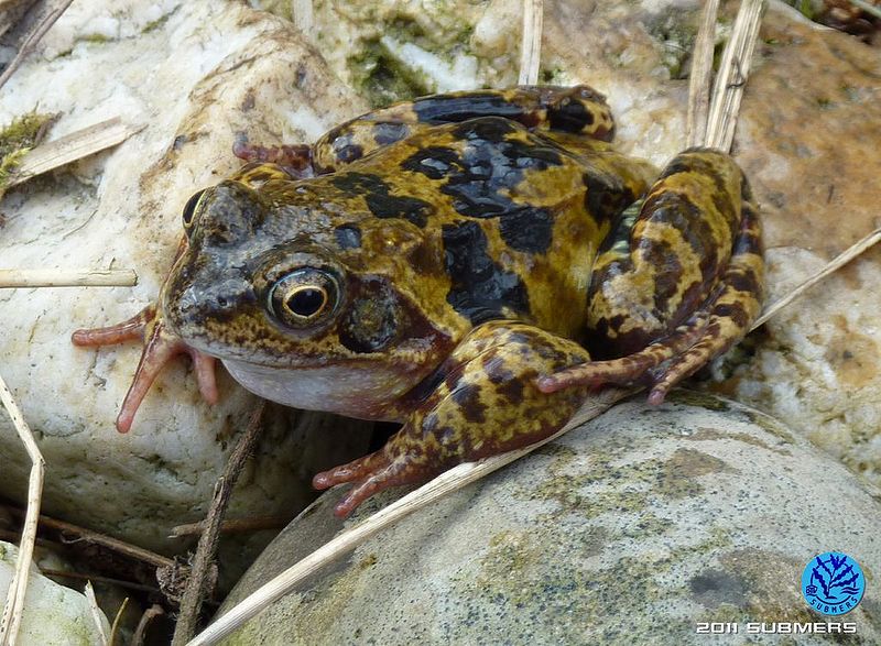 Datei:Grasfrosch22.jpg