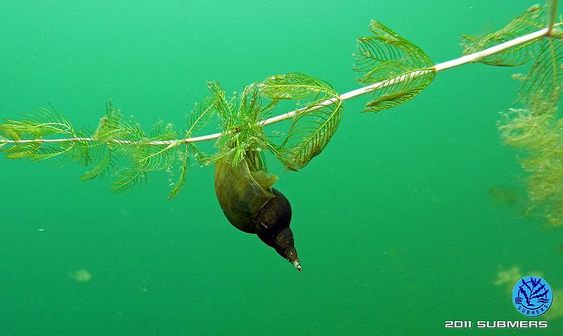 Datei:Spitzschlammschnecke20.jpg