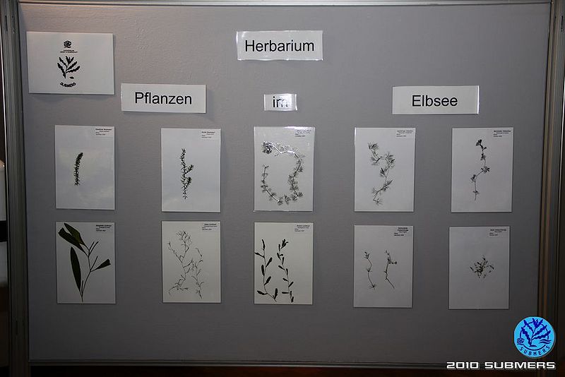 Datei:Stellwände2.jpg